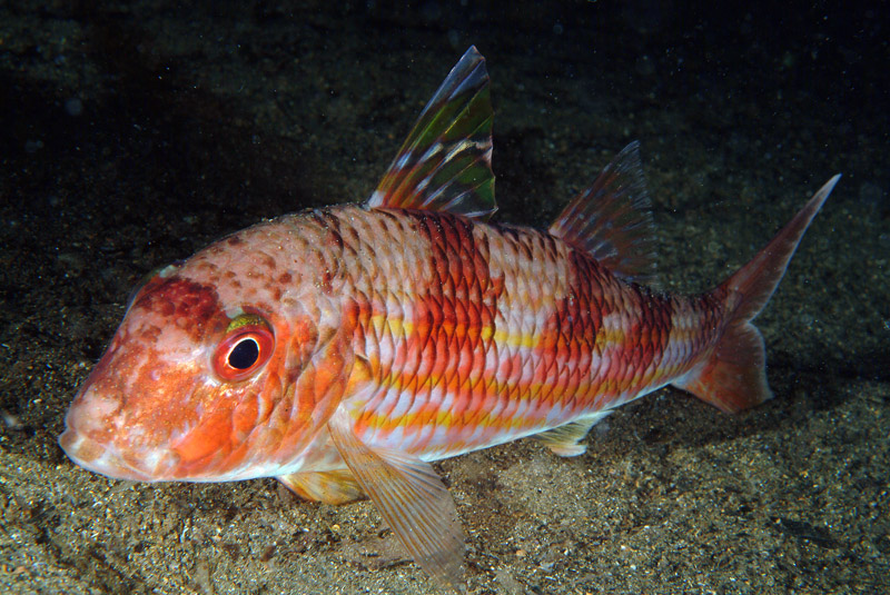 Mullus surmuletus